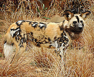 Out and About: African Wild Dogs Come to LA